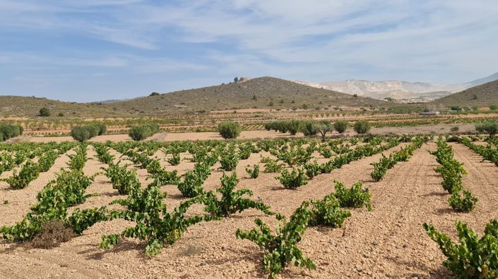 Image No.6-Terre à vendre à Abanilla