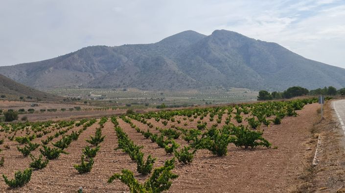 Image No.8-Terre à vendre à Abanilla