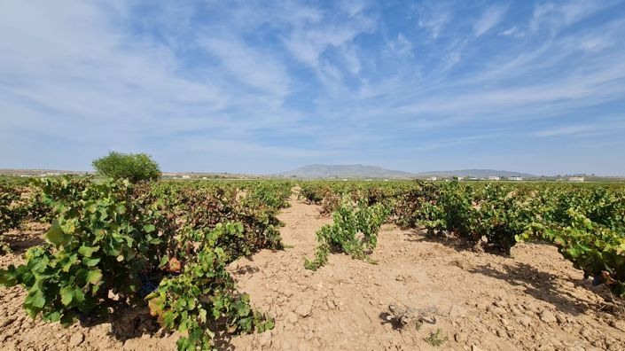 Image No.7-Land for sale