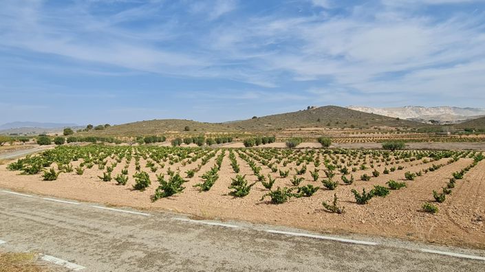 Image No.2-Terre à vendre à Abanilla