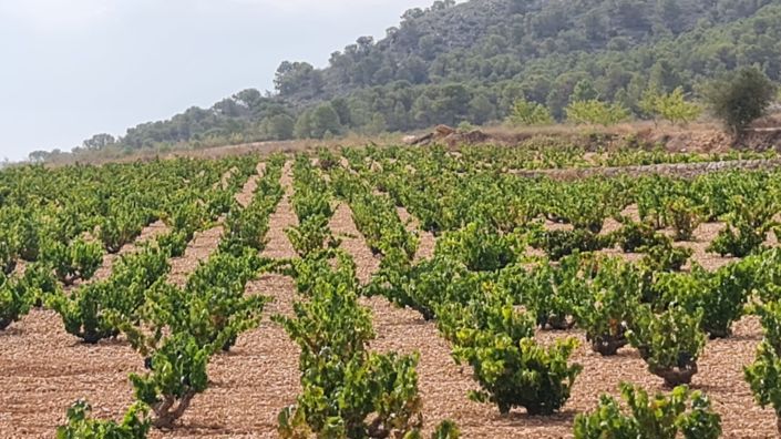 Image No.3-Terre à vendre à Abanilla