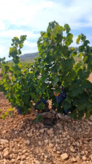 Image No.5-Terre à vendre à Abanilla