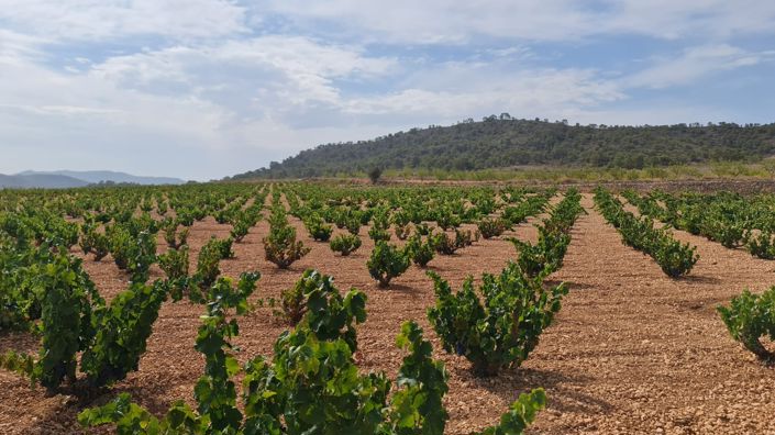 Image No.8-Terre à vendre à Abanilla