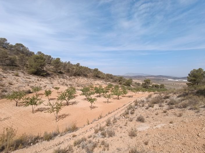 Image No.5-Terre à vendre à Abanilla