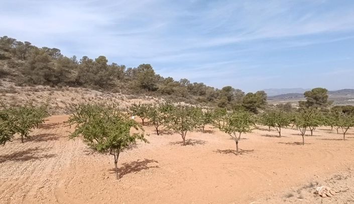 Image No.6-Terre à vendre à Abanilla