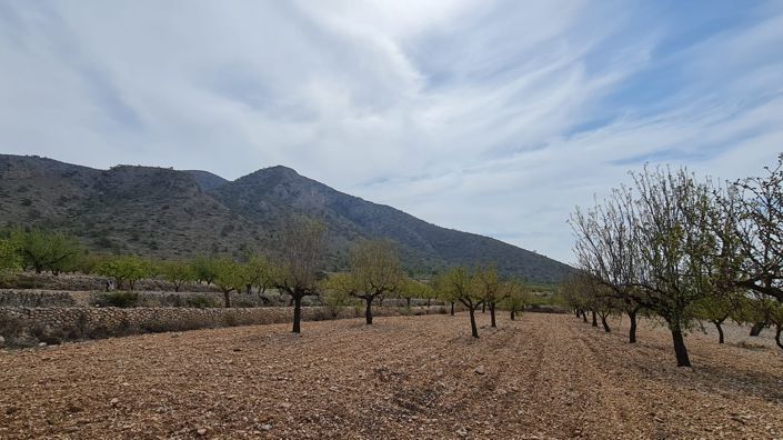 Image No.3-Terre à vendre à Algueña