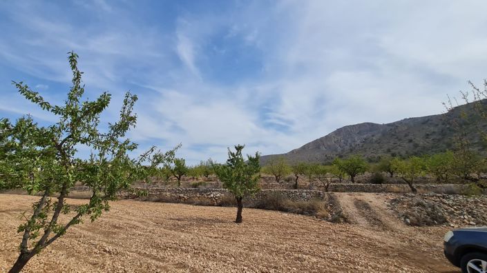 Image No.5-Terre à vendre à Algueña