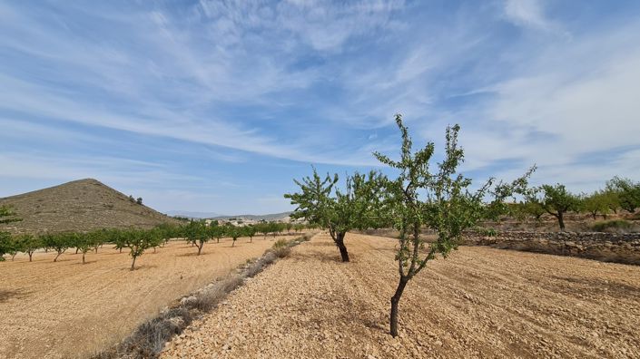 Image No.8-Terre à vendre à Algueña