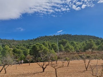 1 - Pinoso, Terreno