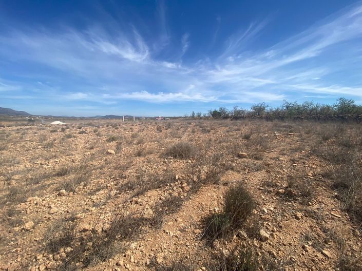 Image No.12-Terre à vendre à Pinoso