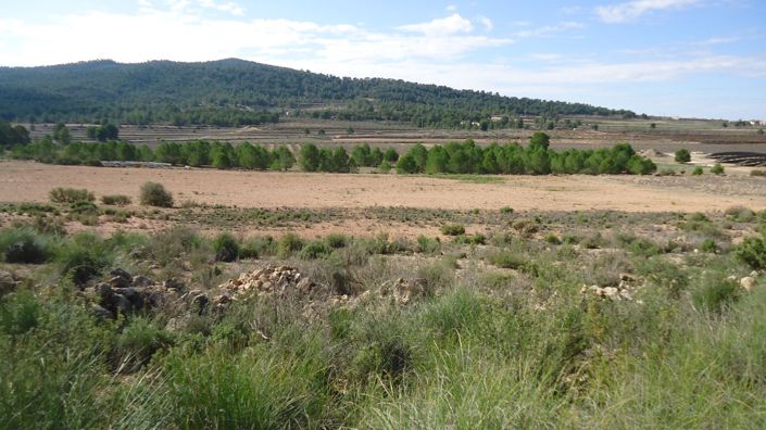 Image No.1-Terre à vendre à Monóvar