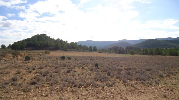 Image No.8-Terre à vendre à Monóvar