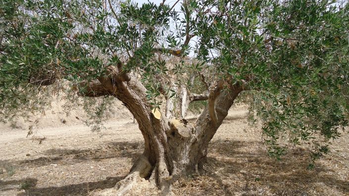 Image No.19-Land for sale