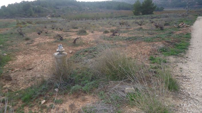 Image No.3-Terre à vendre à Pinoso