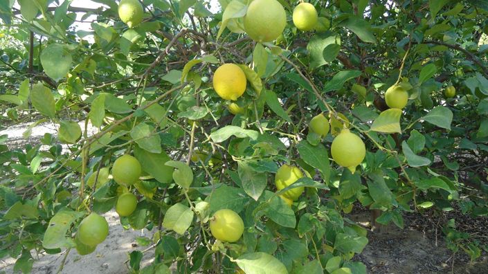 Image No.27-2 Bed Villa for sale