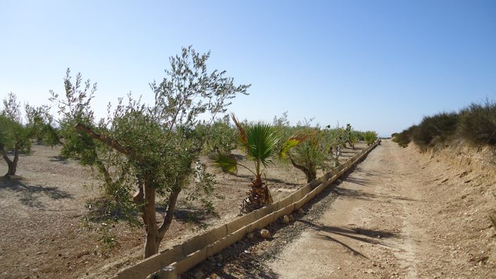 Image No.17-Terre à vendre à Abanilla