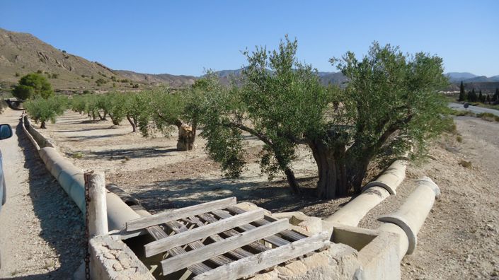 Image No.6-Terre à vendre à Abanilla