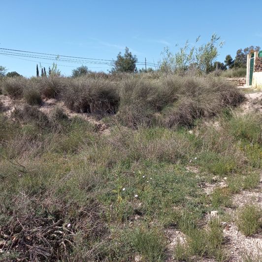 Image No.15-Terre à vendre à Novelda