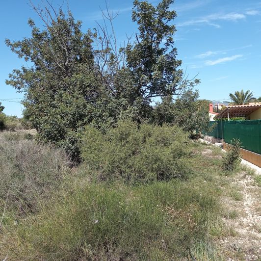 Image No.6-Terre à vendre à Novelda