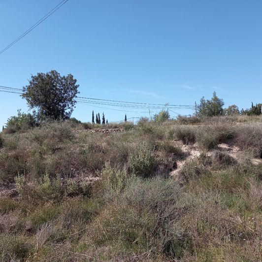 Image No.9-Terre à vendre à Novelda
