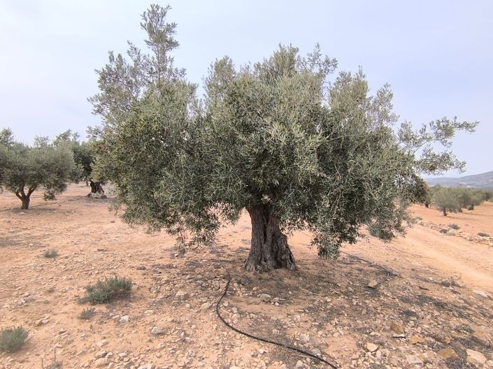 Image No.7-Land for sale