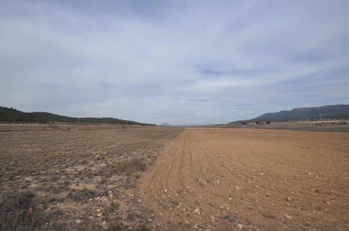 Image No.3-Terre à vendre à Monóvar