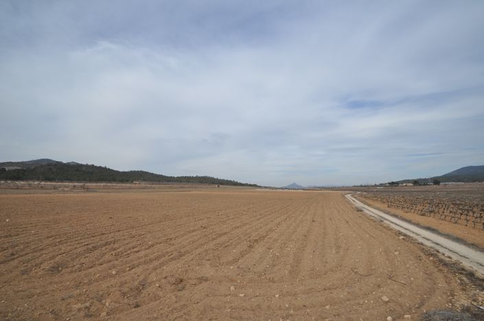 Image No.2-Terre à vendre à Monóvar