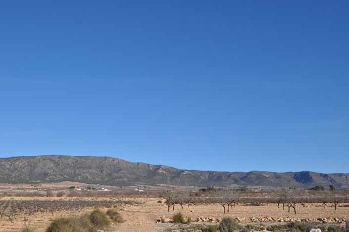 Image No.4-Terre à vendre à Pinoso