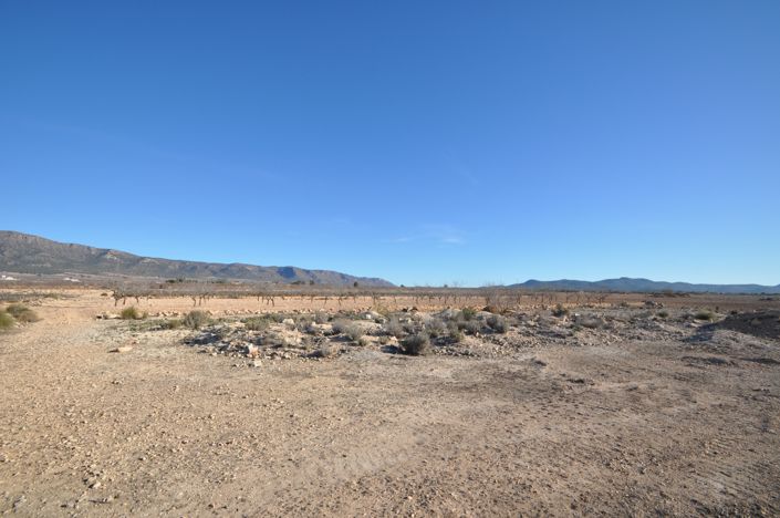 Image No.5-Terre à vendre à Pinoso