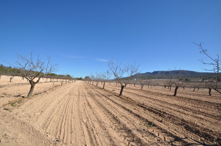 Image No.3-Terre à vendre à Monóvar