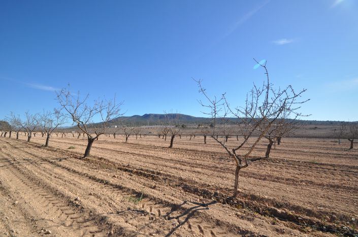 Image No.4-Terre à vendre à Monóvar