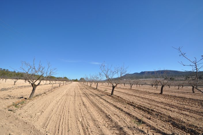 Image No.5-Terre à vendre à Monóvar