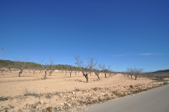 Image No.6-Terre à vendre à Monóvar