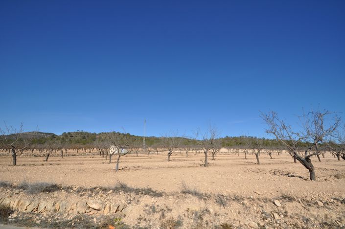 Image No.7-Terre à vendre à Monóvar