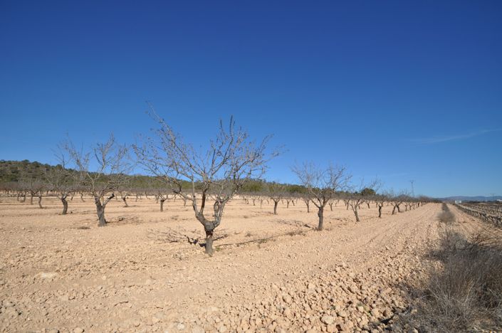 Image No.8-Terre à vendre à Monóvar