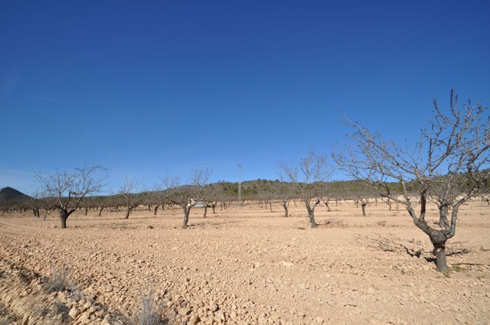 Image No.9-Terre à vendre à Monóvar