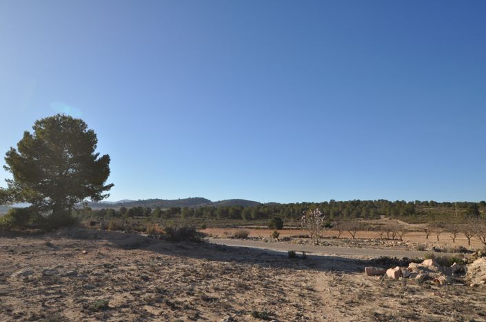 Image No.10-Terre à vendre à Pinoso