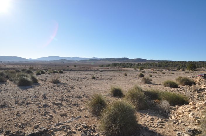 Image No.18-Terre à vendre à Pinoso