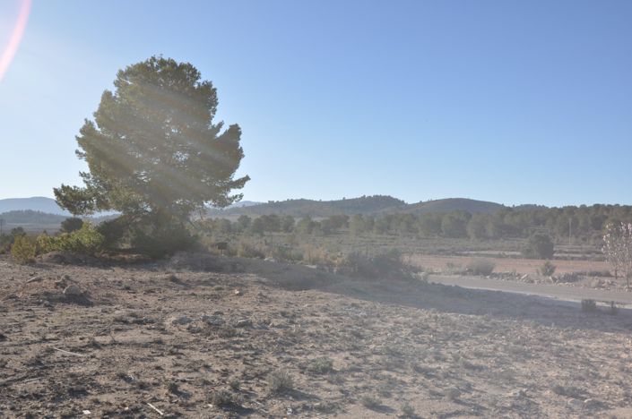 Image No.5-Terre à vendre à Pinoso