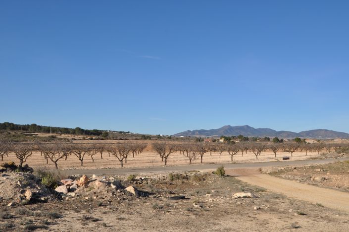 Image No.6-Terre à vendre à Pinoso