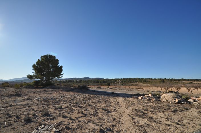 Image No.9-Terre à vendre à Pinoso