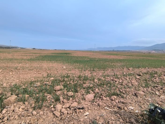 Image No.5-Terre à vendre à Yecla