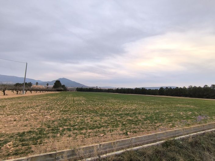 Image No.3-Terre à vendre à Yecla