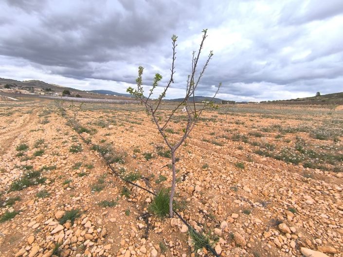 Image No.1-Land for sale