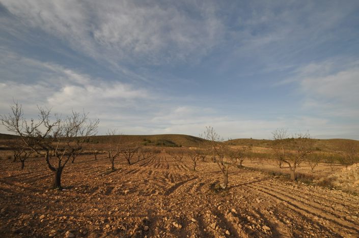 Image No.2-Terre à vendre à Abanilla