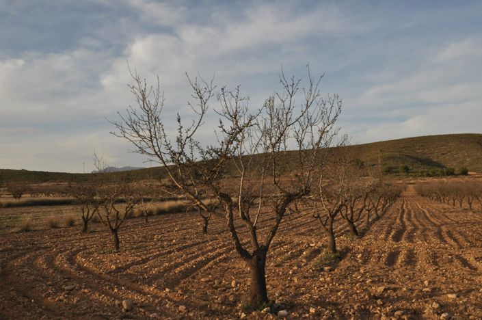 Image No.8-Terre à vendre à Abanilla