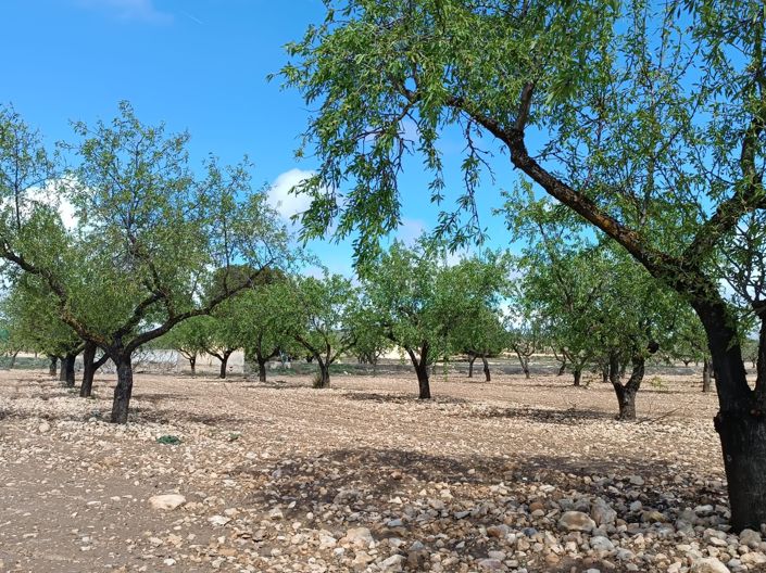 Image No.3-Terre à vendre à Yecla