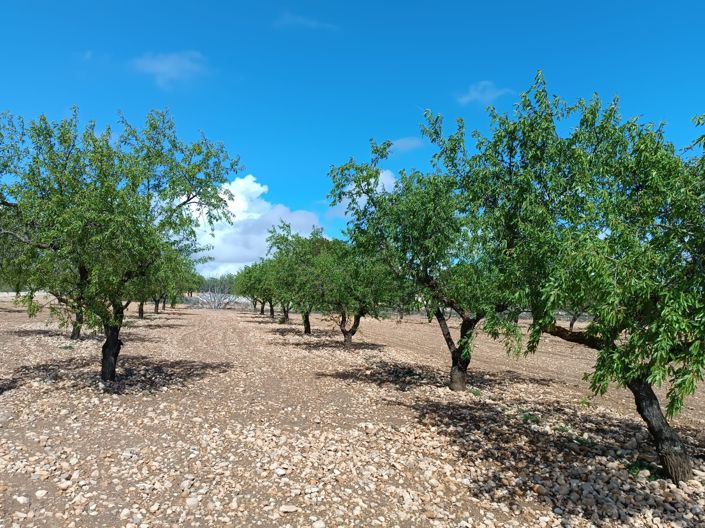 Image No.6-Terre à vendre à Yecla