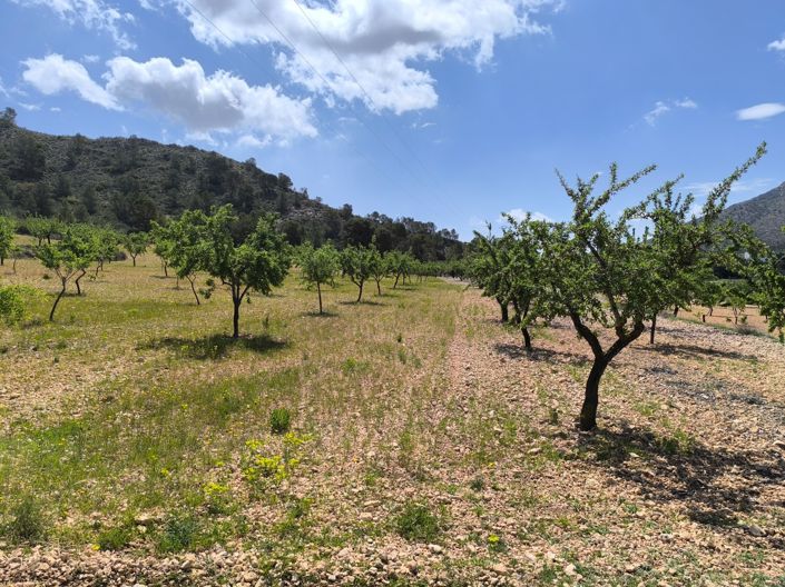 Image No.2-Terre à vendre à Orihuela