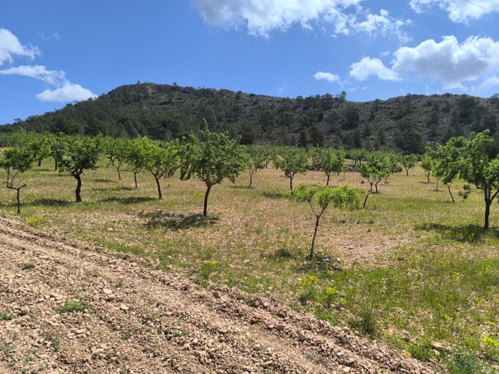 Image No.3-Terre à vendre à Orihuela